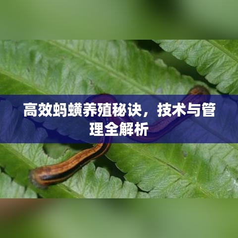 高效蚂蟥养殖秘诀，技术与管理全解析