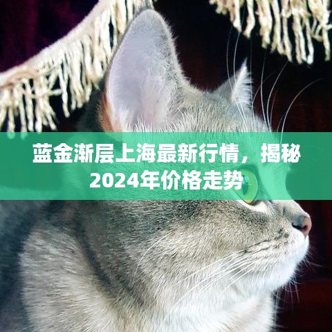 蓝金渐层上海最新行情，揭秘2024年价格走势