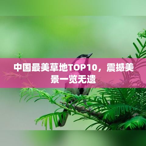 中国最美草地TOP10，震撼美景一览无遗