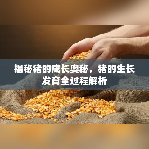 揭秘猪的成长奥秘，猪的生长发育全过程解析