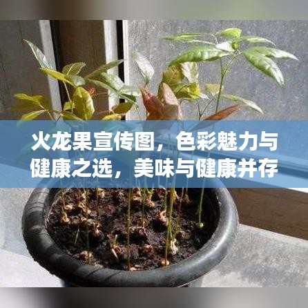 火龙果宣传图，色彩魅力与健康之选，美味与健康并存！