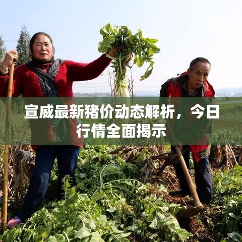 宣威最新猪价动态解析，今日行情全面揭示