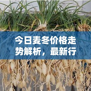 今日麦冬价格走势解析，最新行情分析报告