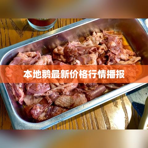本地鹅最新价格行情播报