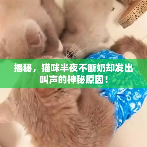 揭秘，猫咪半夜不断奶却发出叫声的神秘原因！
