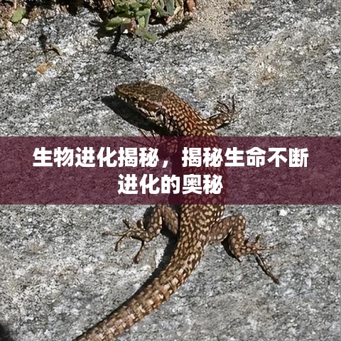 生物进化揭秘，揭秘生命不断进化的奥秘