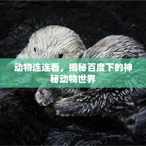 动物连连看，揭秘百度下的神秘动物世界