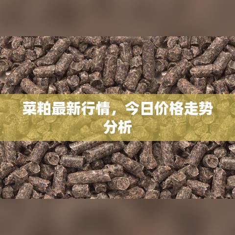 菜粕最新行情，今日价格走势分析