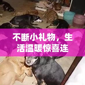 不断小礼物，生活温暖惊喜连连