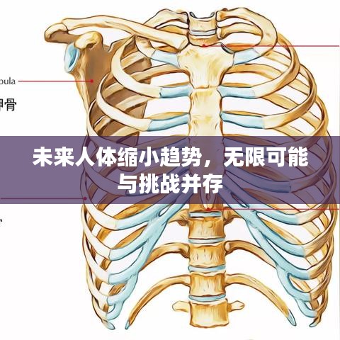 未来人体缩小趋势，无限可能与挑战并存