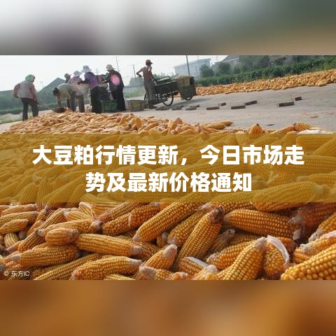 大豆粕行情更新，今日市场走势及最新价格通知