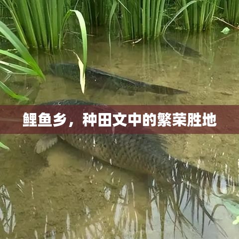 鲤鱼乡，种田文中的繁荣胜地