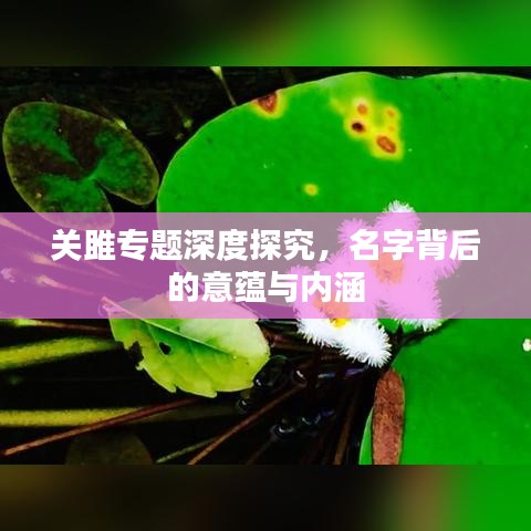 关雎专题深度探究，名字背后的意蕴与内涵