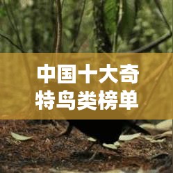 中国十大奇特鸟类榜单揭秘！
