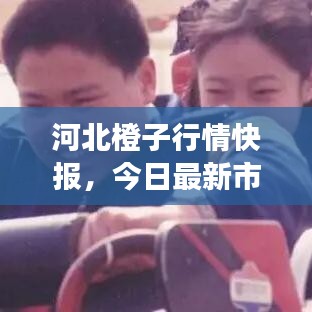 河北橙子行情快报，今日最新市场动态揭秘