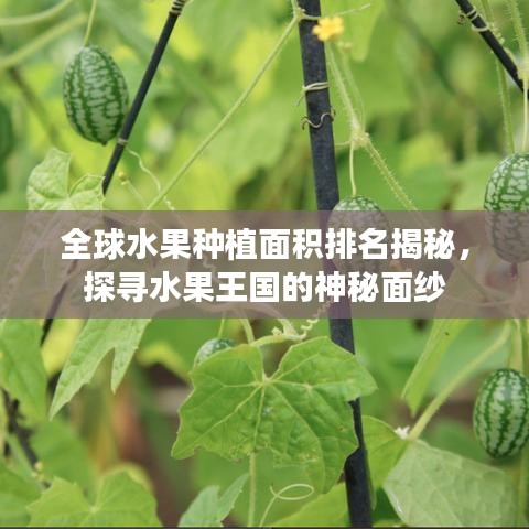 全球水果种植面积排名揭秘，探寻水果王国的神秘面纱