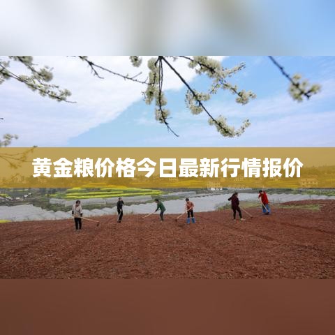 黄金粮价格今日最新行情报价