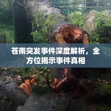 苍南突发事件深度解析，全方位揭示事件真相