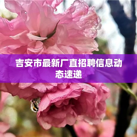 吉安市最新厂直招聘信息动态速递