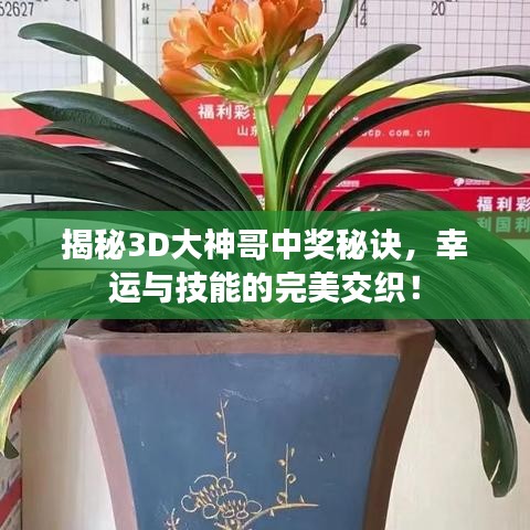 揭秘3D大神哥中奖秘诀，幸运与技能的完美交织！