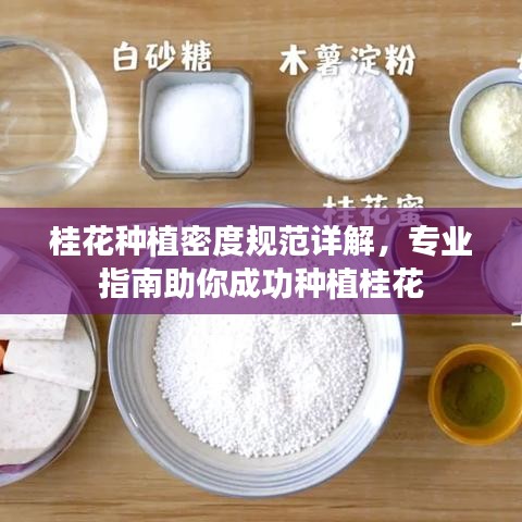 桂花种植密度规范详解，专业指南助你成功种植桂花