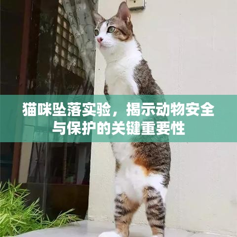 猫咪坠落实验，揭示动物安全与保护的关键重要性